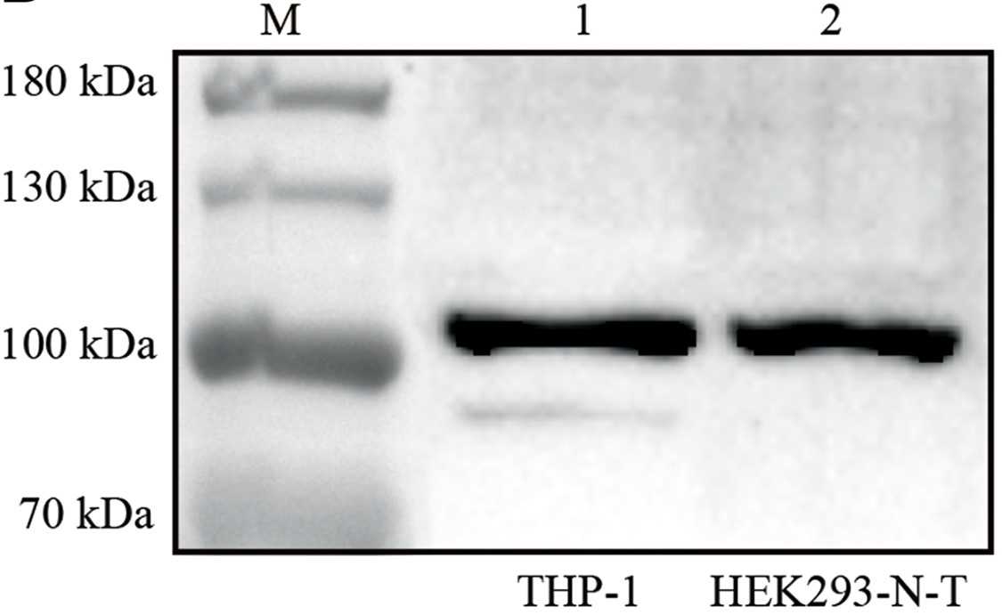 Western blot analysis of the expression of hTLR5 in HEK293-N-T cells.jpg